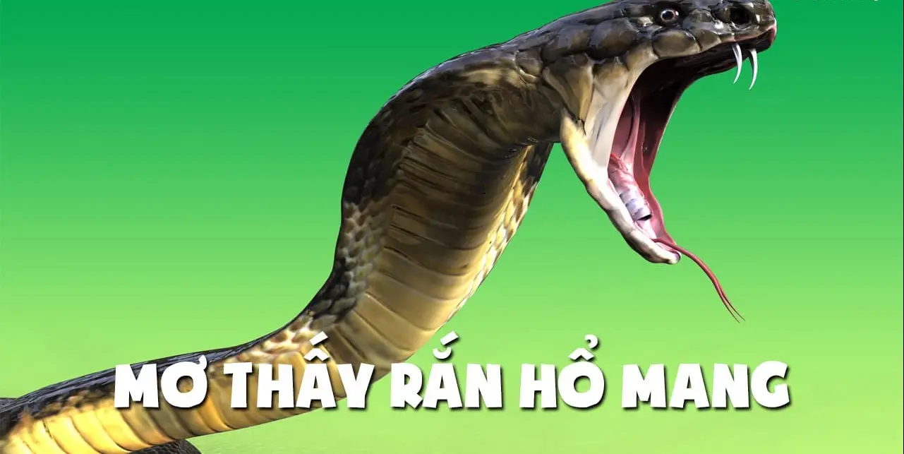 Nằm Mơ Thấy Rắn Đánh Lô Con Gì - Khám Phá Những Điều Bí Ẩn