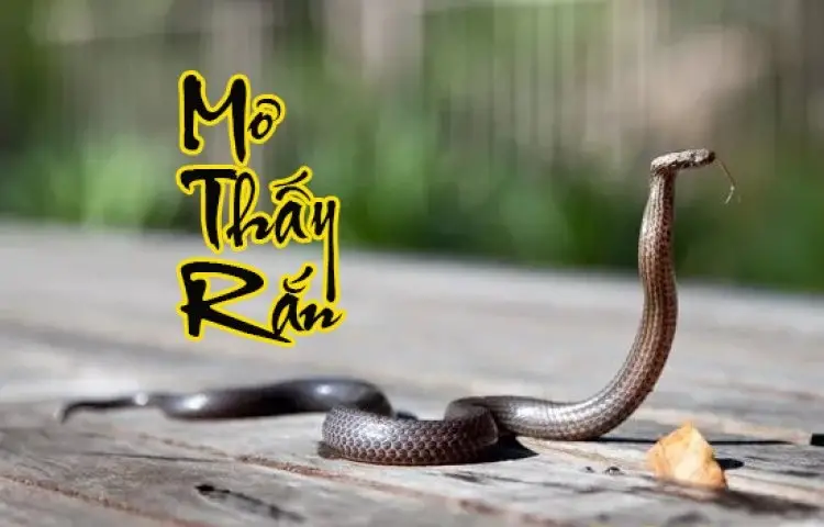 Nằm Mơ Thấy Rắn Đánh Lô Con Gì - Khám Phá Những Điều Bí Ẩn