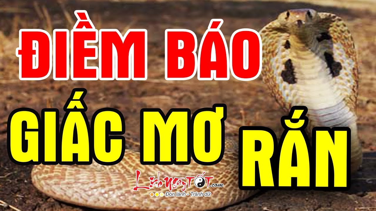 Nằm Mơ Thấy Rắn Đánh Lô Con Gì - Khám Phá Những Điều Bí Ẩn